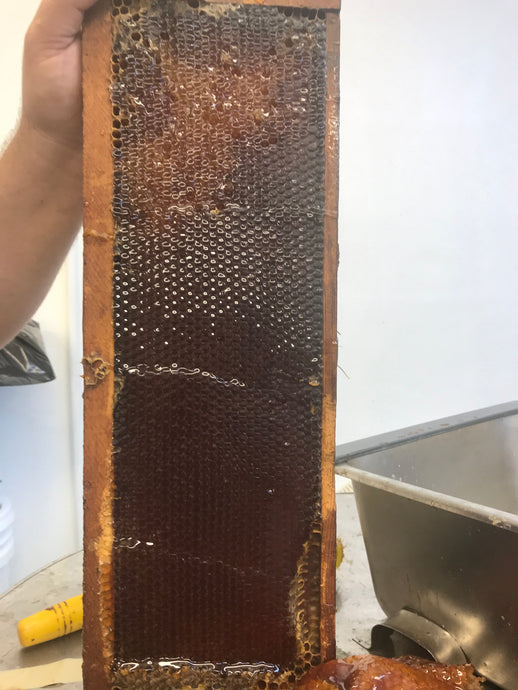 Uncapped frame of honey