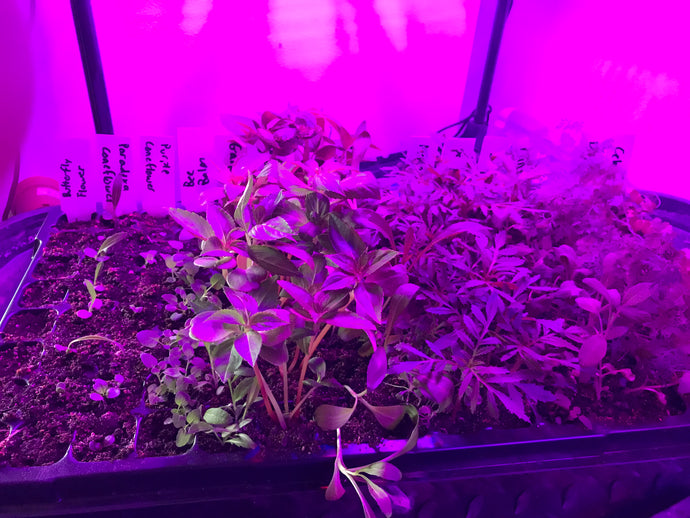 Update on our seedlings