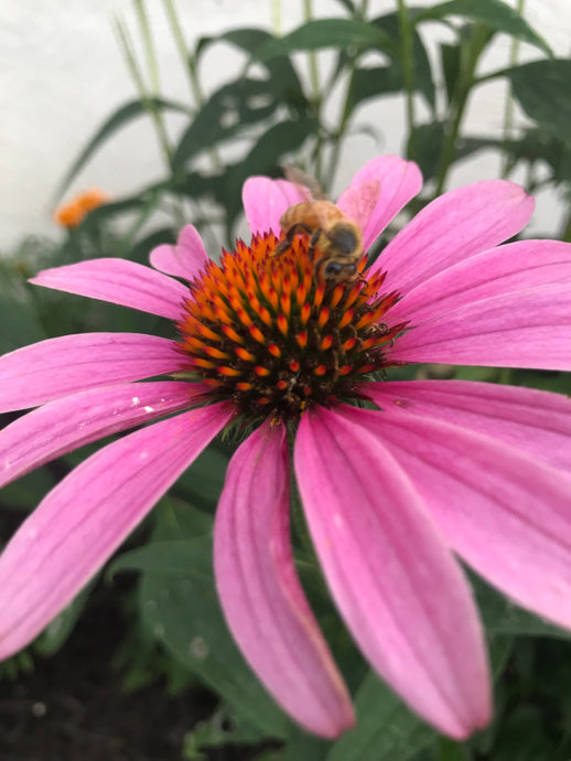 Pollinator Garden Update