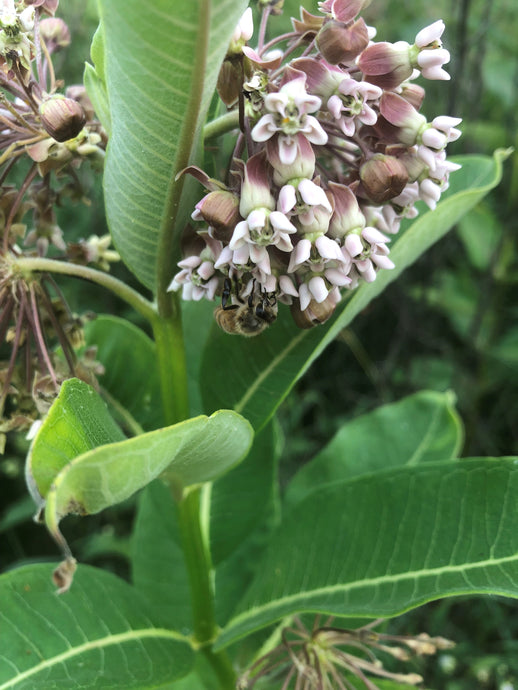 Our honey bees are visiting the Milkweed in our pollinator planting.