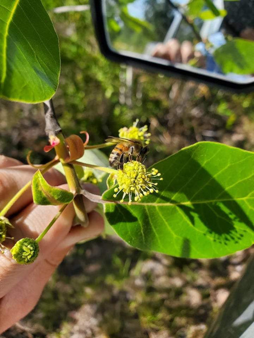 Honeybee collecting Tupelo Nectar
