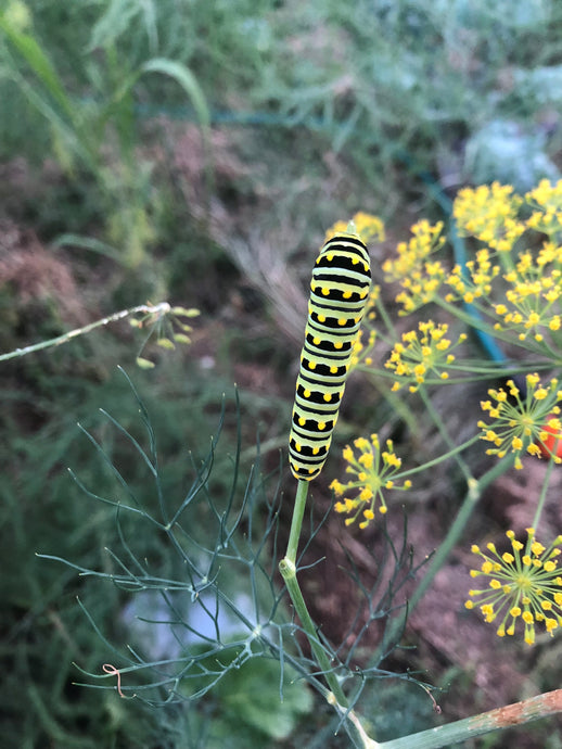 Swallowtail Caterpillar munching on some of the dill in our pollinator planting.