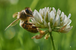 Clover Honey