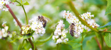 Load image into Gallery viewer, Buckwheat Honey
