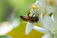 Load image into Gallery viewer, Orange Blossom Honey
